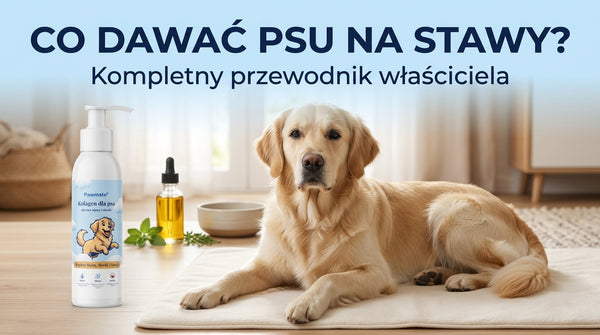 Co dawać psu na stawy? Kompletny przewodnik po suplementach