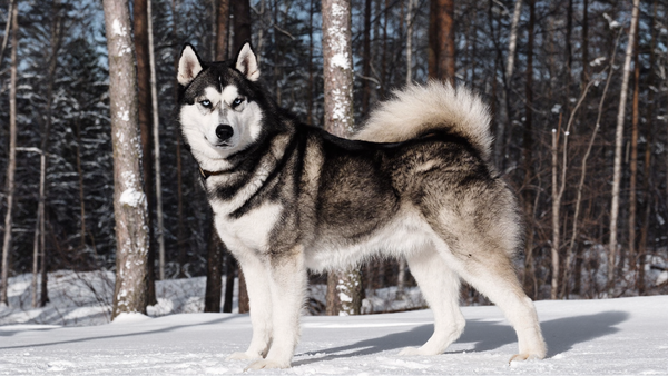 Kolagen dla siberiana. Stawy i sierść siberian husky