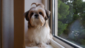 Kolagen dla shih tzu: wsparcie stawów, skóry i sierści