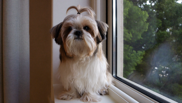 Kolagen dla shih tzu: wsparcie stawów, skóry i sierści