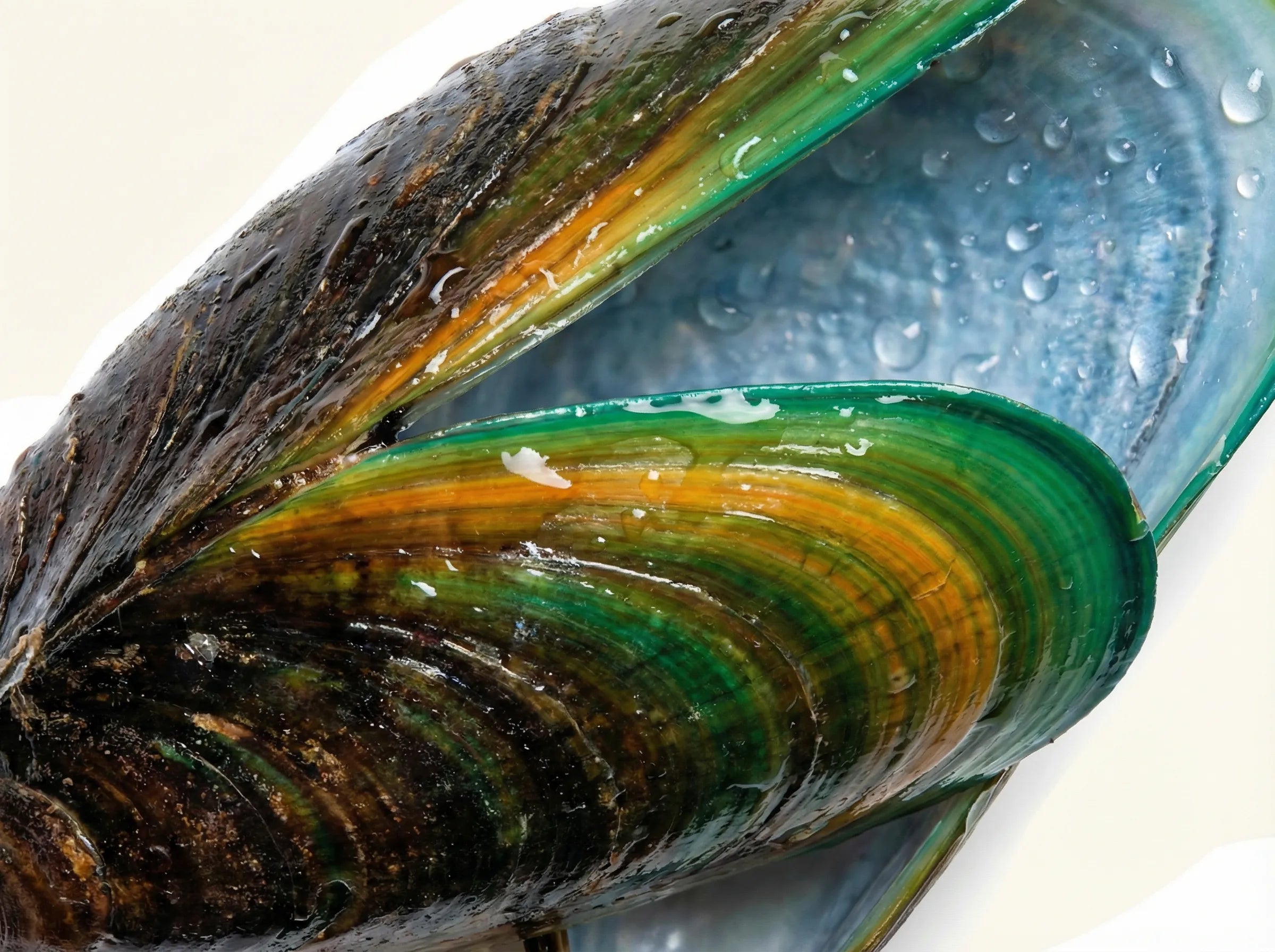 Glukozamina - składnik kolagenu Pawmate