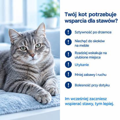 Objawy, że kot potrzebuje wsparcia stawów