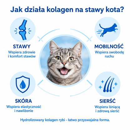 Jak działa kolagen na stawy kota – stawy, mobilność, skóra, sierść