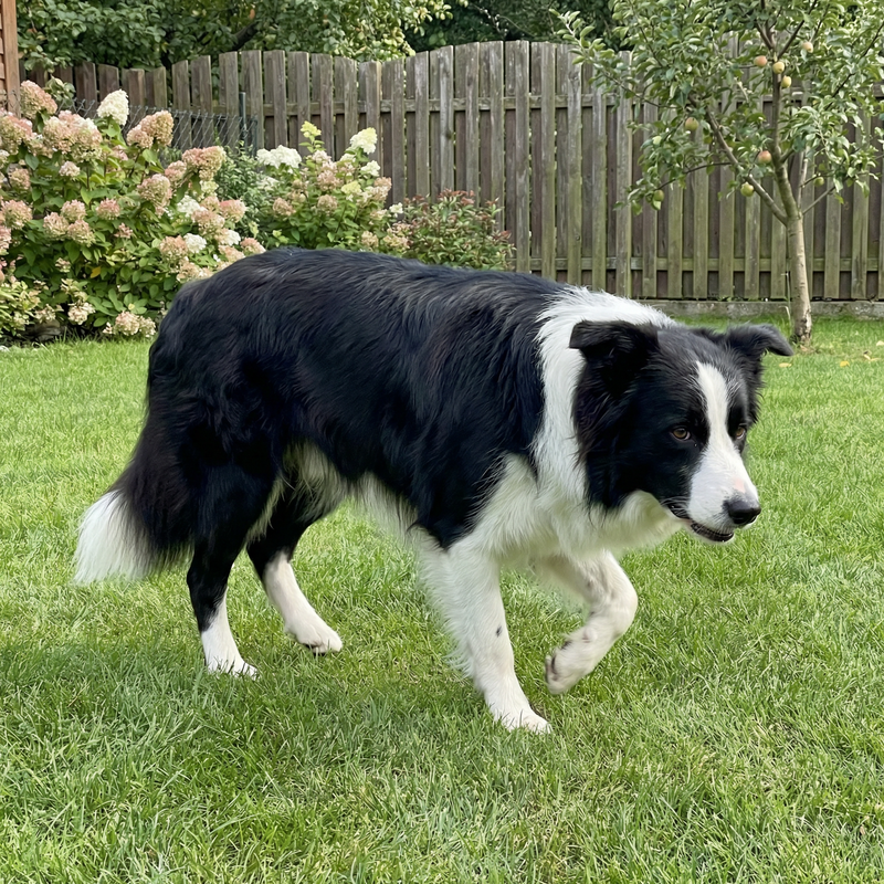 Pies potrzebujący wsparcia dla stawów